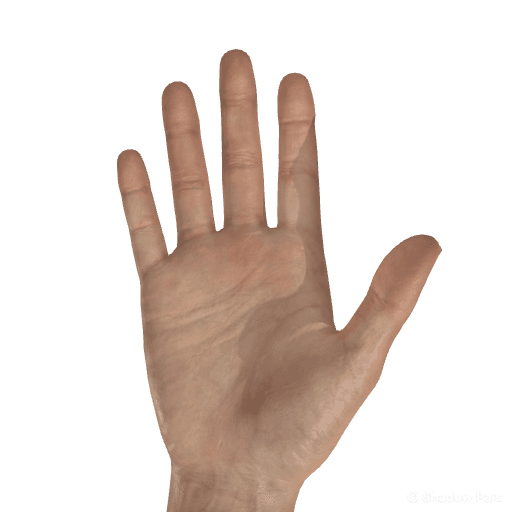 Palmar view hand pose reference for the OG hand figure.
